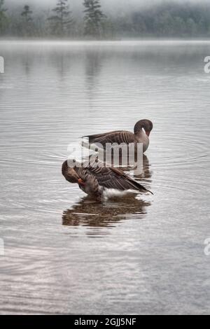 Wasservögel Greylag Gans - Wildgänse in einem nebligen alpinen See Stockfoto