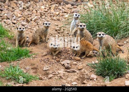 Gruppe von Erdmännchen - Erdmännchen schauen in eine Richtung Stockfoto