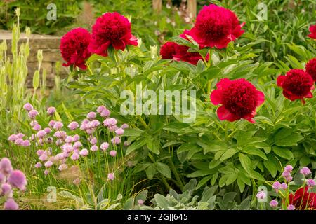 Pfingstrose im Garten Pfingstrose „Red Charm“ Zieralliums Stockfoto