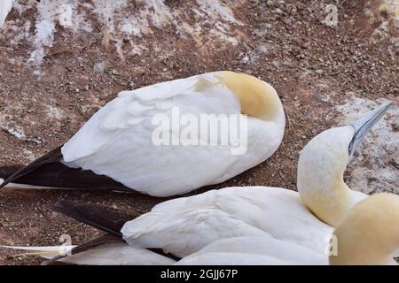 Nördliche Gannette, die auf einem roten Felsen schläft Stockfoto