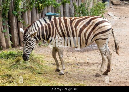 zebra im Zoo - ein stehendes Zebra, Seitenansicht Stockfoto