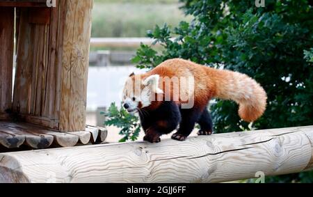 Roter Panda in einem Wildpark Stockfoto