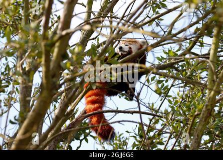 Roter Panda in einem Wildpark Stockfoto