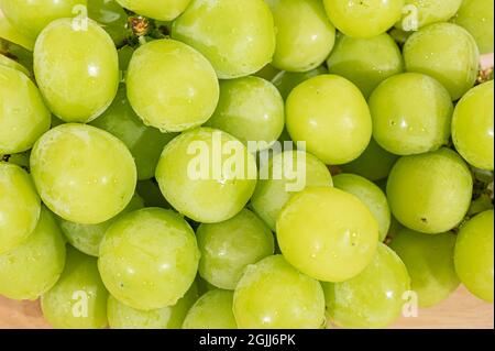 Shine Muscat Grape isoliert auf weißem Hintergrund. Stockfoto