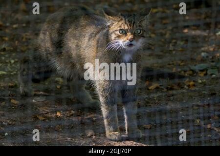 Schottische Wildkatze (Felix sylvestris) gefangen ähnlich einer Tabby-Katze mit großem buschigen, stumpfen Schwanz mit dunklen Ringen, Körper hat auch dunkle Streifenmarkierungen Stockfoto