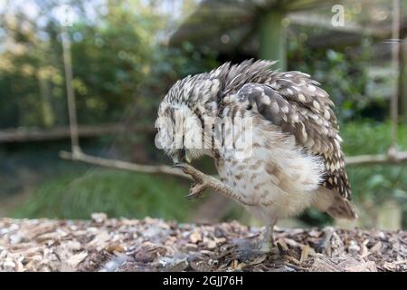 Kleine Eule (Athene noctua) hinter Glas in Gefangenschaft klein mit graubraunen und weißen Gefieder gelben Augen und gehackte Schnabel weißen Augenbrauen Stockfoto