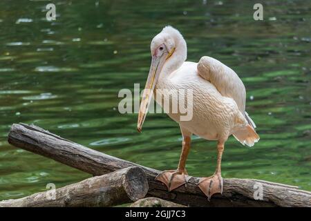 Großer weißer Pelikan - Wasservögel, der auf einem Baumstamm am Ufer eines Flusses steht Stockfoto