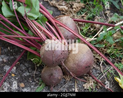 Frisch geerntete Bio-Rüben liegen auf dem Boden. Nahaufnahme. Stockfoto