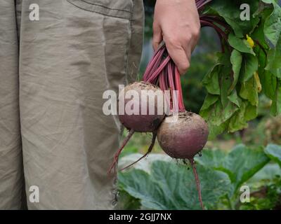 Eine Frau, die zwei frische Bio-Rüben in der Hand hält. Nahaufnahme. Stockfoto