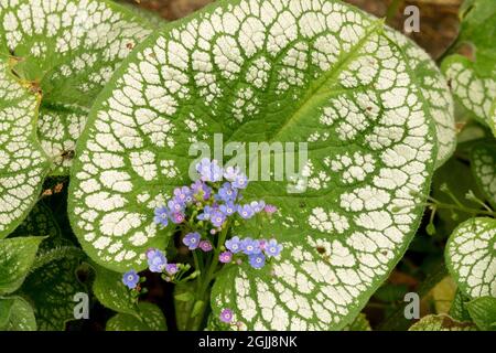 Brunnera ‘Sea Heart’ Sibirischer Hochglanz Brunnera macrophylla geädertes Blatt Stockfoto