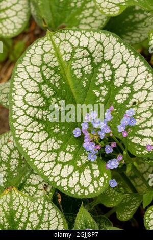 Brunnera macrophylla ‘Sea Heart’ sibirischer Glanz Stockfoto