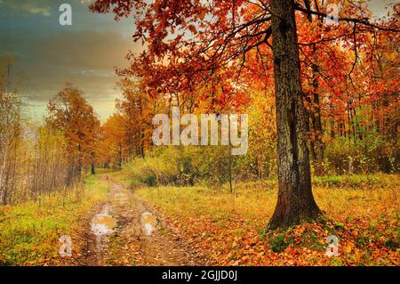Schöne Herbstlandschaft eines Eichenhains rote Eiche Blätter Pfützen auf der Straße nach dem Regen Stockfoto