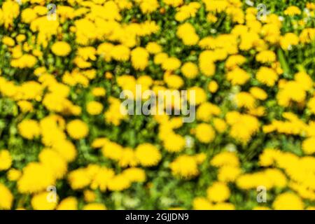 Verblendter Hintergrund mit gelb blühenden Dandelionen auf einer Frühlingswiese. Stockfoto