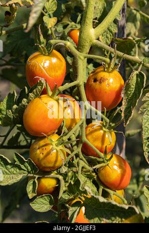 Tomaten auf dem Zweig im Garten noch nicht reif, mit Krankheiten, Probleme mit Tomatenpflanzen, zu viel Bewässerung oder zu viel Regen, Sonnenbrand, Gemüse und b Stockfoto