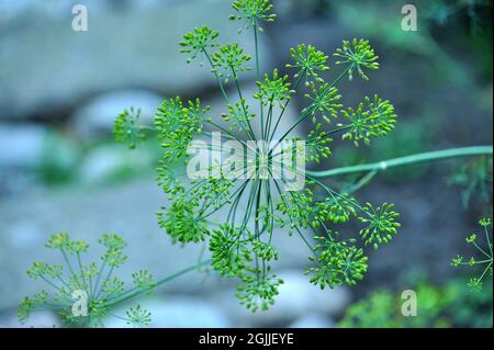 Nahaufnahme von frisch geerntetem Gemüse (Rüben, Rote Beete, Karotten, Kürbis), Draufsicht Stockfoto