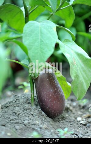 Nahaufnahme von frisch geerntetem Gemüse (Rüben, Rote Beete, Karotten, Kürbis), Draufsicht Stockfoto