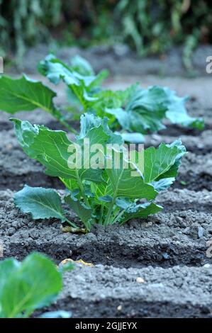 Nahaufnahme von frisch geerntetem Gemüse (Rüben, Rote Beete, Karotten, Kürbis), Draufsicht Stockfoto