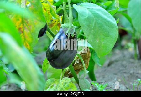 Nahaufnahme von frisch geerntetem Gemüse (Rüben, Rote Beete, Karotten, Kürbis), Draufsicht Stockfoto