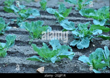 Nahaufnahme von frisch geerntetem Gemüse (Rüben, Rote Beete, Karotten, Kürbis), Draufsicht Stockfoto