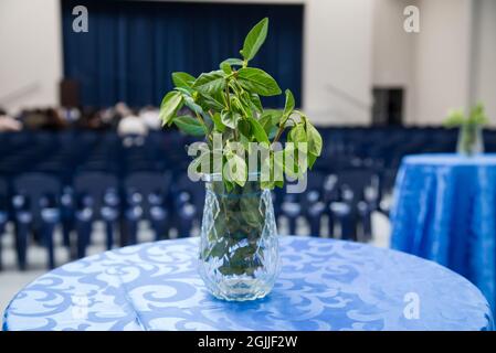 Nahaufnahme der Minzpflanze in einer Glasvase auf dem Tisch. Ausgewählter Fokus. Stockfoto