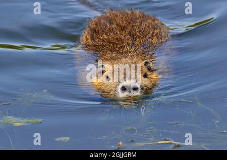 Nutria, Biberratte, Coypu, Myocastor coypus Stockfoto
