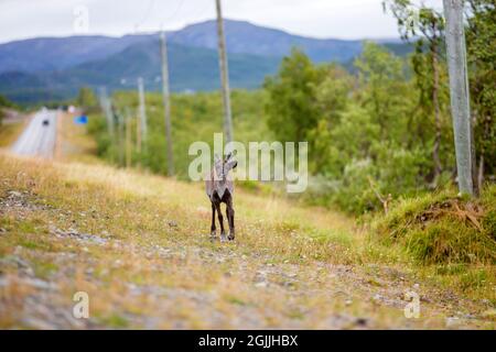 Kleine Rentiere, die entlang der Straße in Lappland, Finnland, stehen, ein schauerhaftes Tier, das auf die Kamera schaut Stockfoto