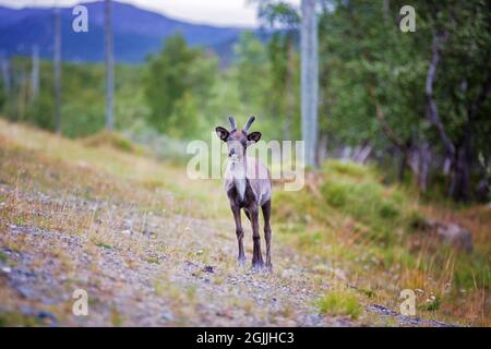 Kleine Rentiere, die in einem Wald in Lappland, Finnland, neben der Herde stehen, sind wunderbare Kreaturen Stockfoto