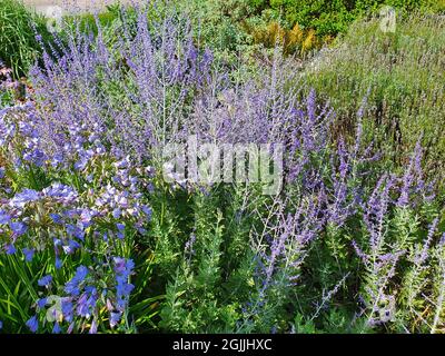 Perovskia 'Blue Spire' eine im Spätsommer blühende Pflanze mit einer blau-violetten Sommerblüte im Juli und August und allgemein bekannt als Russian Sage, Stock Stockfoto