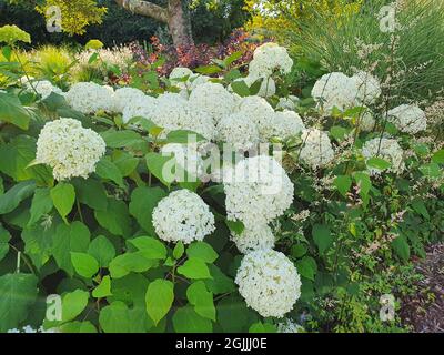 Hortensia Arborescens 'Annabelle' Sommer Herbst blühende Pflanze mit einer weißen Sommerblume, Stock Foto Bild Stockfoto