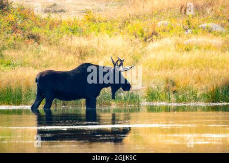 Ein erwachsener Bullenelch (Alces alces), der in einem Bergsee in den Bergen von Colorado steht Stockfoto