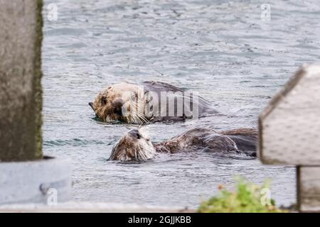 Ein Paar Nordseeotter ernährt sich von Schalentieren, während sie in der Kamishak Bay im Hafen von Homer und Hafen in Homer, Alaska, schweben. Stockfoto