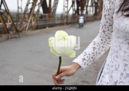 Weißer frischer Lotus, gehalten von vietnamesischer Dame in White Lace Ao Dai auf der alten berühmten Long Bien Bridge von Ha Noi, Vietnam Stockfoto