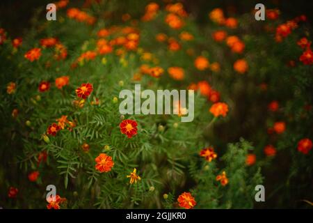 Im Herbstgarten wachsen Sträucher von orangefarbenen Ringelblumen. Stockfoto