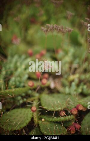 Im Garten wachsen trockene Pflanzen und Kakteen-Blumenstrauch. Blumenkarte. Stockfoto