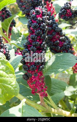 Phytolacca americana American Pokewee in einem Country Cottage Garden in der ländlichen Szene Nahaufnahme Stockfoto