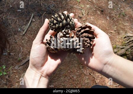 Paar Hände mit getrockneten Pinienzapfen, die auf dem Boden des Pinienwaldes in Da Lat, Vietnam, gefallen sind. Stockfoto