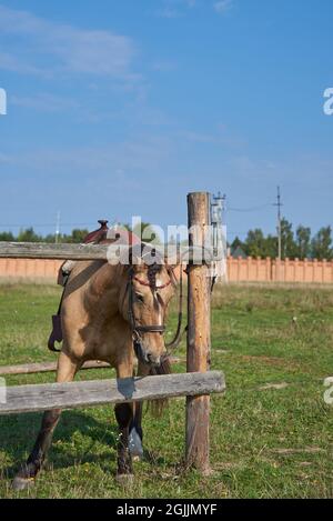 Ein gesatteltes Pferd wird auf einer Wiese an einen Holzpfahl gebunden. Stockfoto