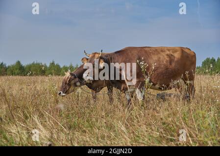 Zwei braune Kühe grasen an einem sonnigen Augusttag Seite an Seite auf einer Wiese. Stockfoto