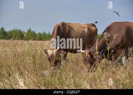 Zwei braune Kühe grasen an einem sonnigen Augusttag Seite an Seite auf einer Wiese. Stockfoto