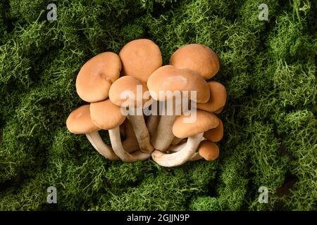 Honig essbare frische Pilze in Waldmoos. Konzept Pilze sammeln. Blick von oben. Stockfoto