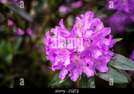 Große Gruppe violetter Rhododendronblüten. Stockfoto