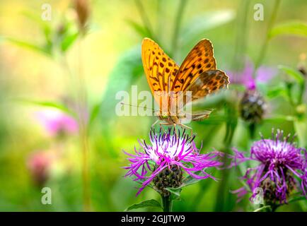 Silber-washed Fritillary (Argynnis Paphia) Stockfoto