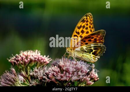 Silber-washed Fritillary (Argynnis Paphia) Stockfoto