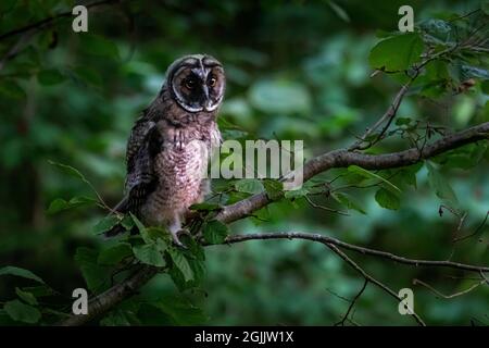 Waldohreule (Asio Otus) Stockfoto