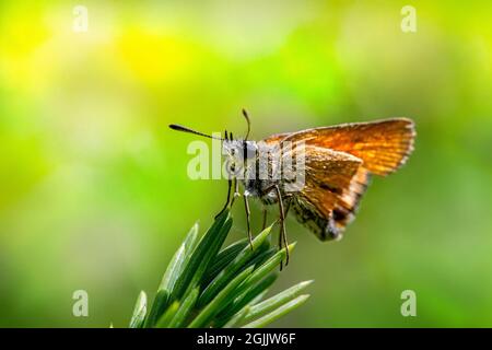 Skipper Essex (​Thymelicus lineola) Stockfoto