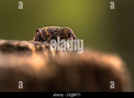 Großer Kiefernkiefer (Hylobius abietis) Stockfoto