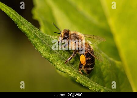 Westliche Honigbiene (Apis Mellifera) Stockfoto