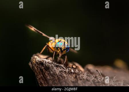 Splandhirsche Fliege (Chrysops caecutiens) Stockfoto