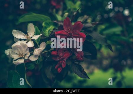 Nahaufnahme von zwei Arten von ornamentalen Apfelbaumblüten rot und weiß in einem Apfelbaum im Frühling Stockfoto