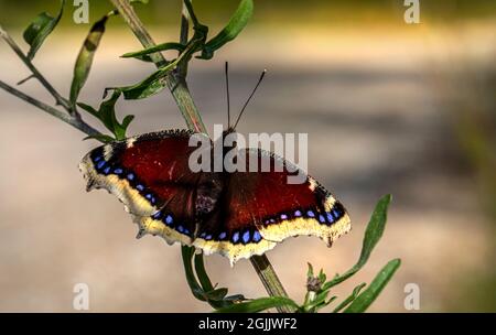 Die Camberwell Schönheit, Nymphalis antiopa Stockfoto